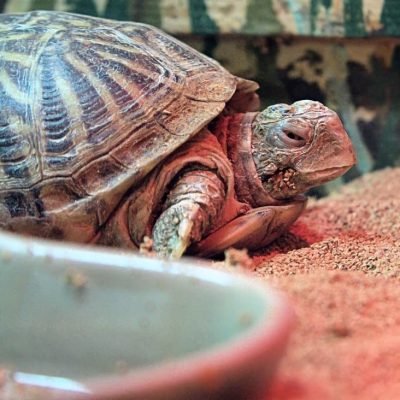 Quel terrarium choisir pour une tortue ?