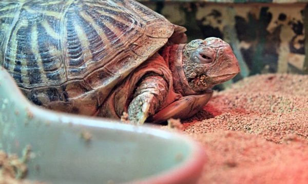 Quel terrarium choisir pour une tortue ?