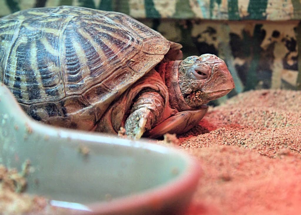 Terrarium pour tortue lequel choisir Tortues — Autour des animaux