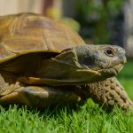 Tortue terrestre : où la faire dormir ?