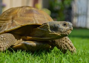 Tortue terrestre : où la faire dormir ?