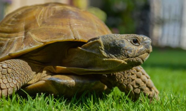 Tortue terrestre : où la faire dormir ?