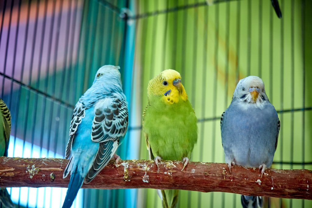 3 perruches dans une volière