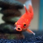 Quelle eau choisir pour un poisson rouge ?