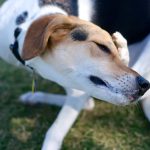 Le chien qui se gratte les oreilles