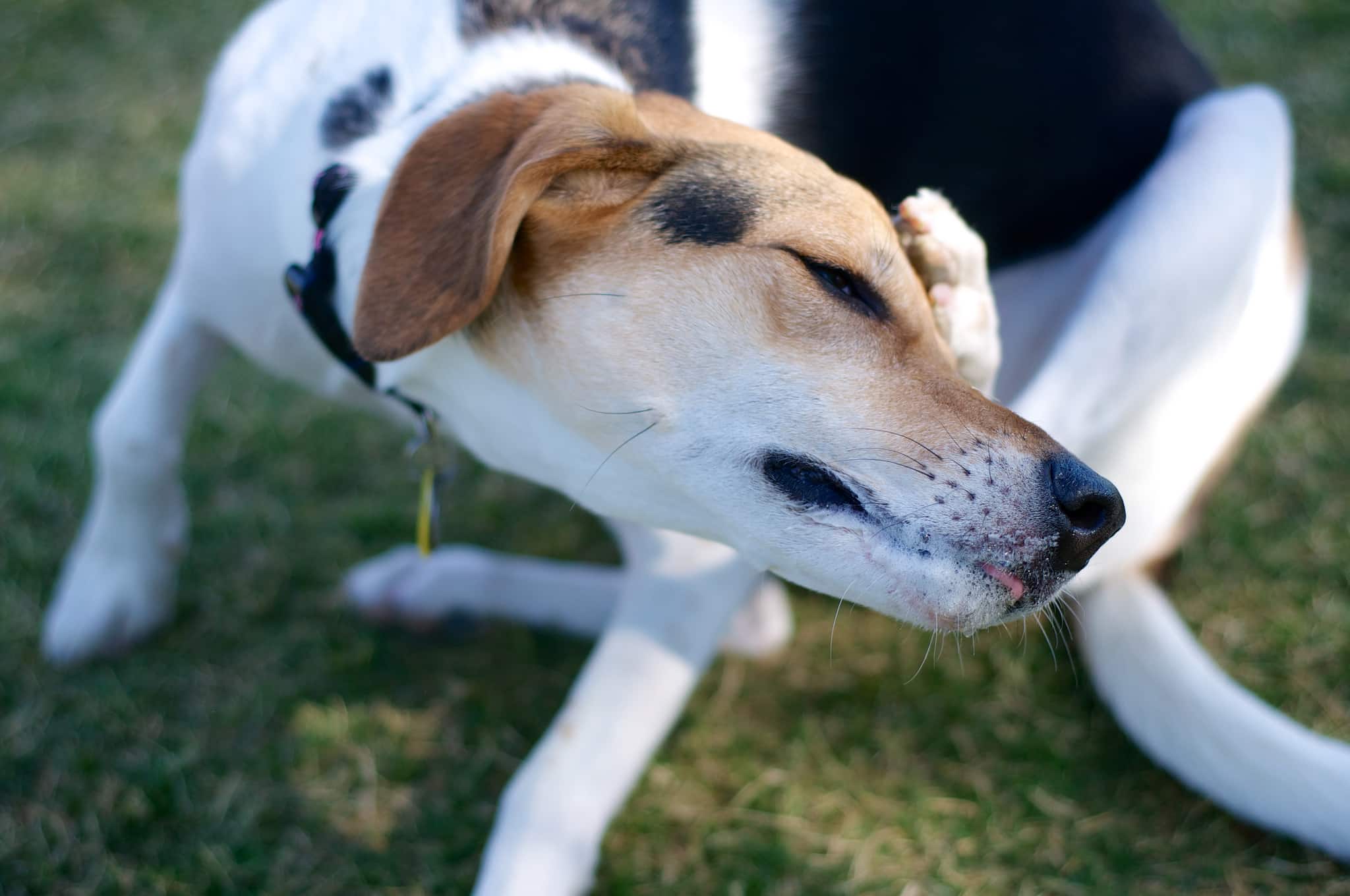 Mon Chien Se Gratte L Oreille Causes Et Traitement Autour Des Animaux Mon Chien Se Gratte L Oreille Causes Et Traitement Autour Des Animaux