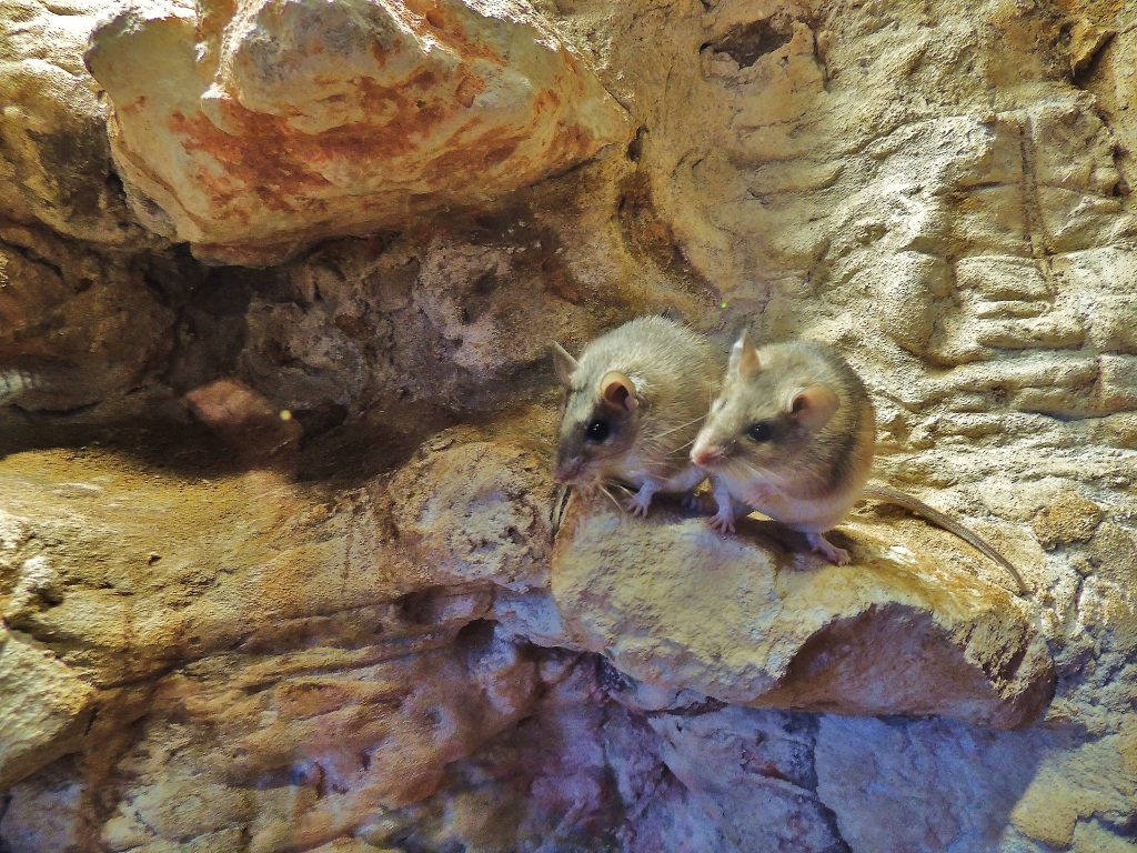 Rat épineux de Crète