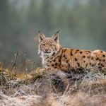 Chats sauvages : 12 races à découvrir