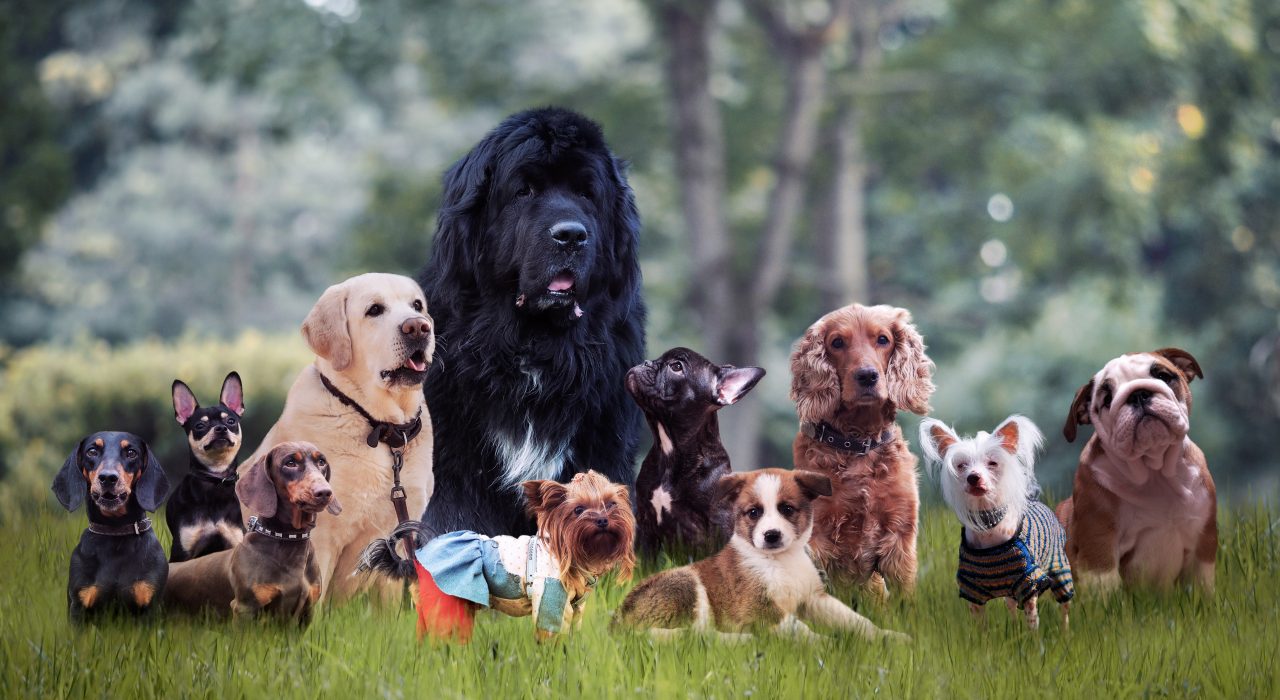 Races de chiens de A à Z