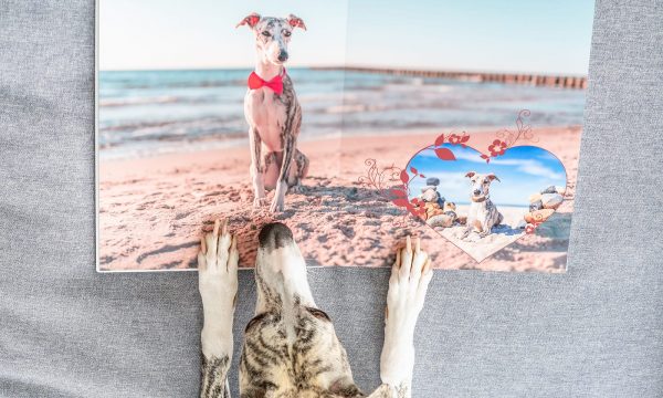 Comment créer un album photo pour son animal ?