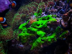 Cyanobactérie dans l’aquarium: Causes et Solutions