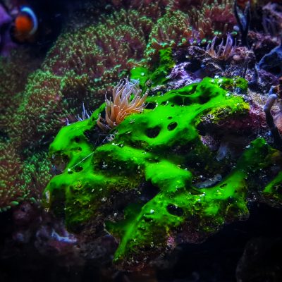 Cyanobactérie dans l’aquarium: Causes et Solutions