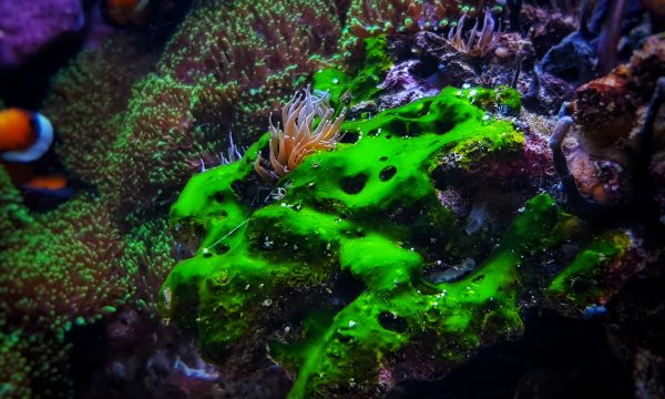 Cyanobactérie dans l’aquarium: Causes et Solutions