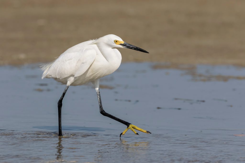 Aigrette garzette