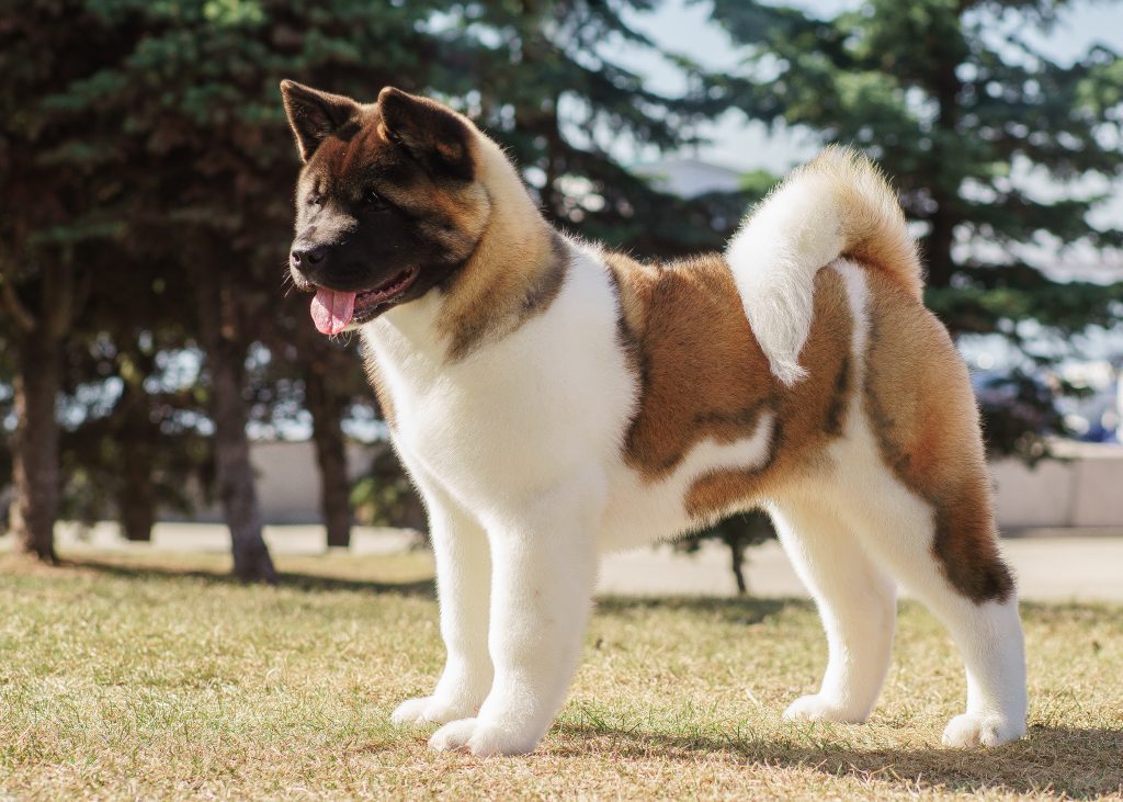 Akita américain