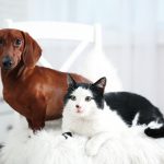 Comment choisir une alarme de maison compatible avec ses animaux domestiques ?