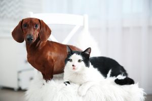 Comment choisir une alarme de maison compatible avec ses animaux domestiques ?