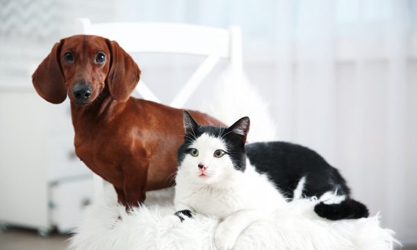 Comment choisir une alarme de maison compatible avec ses animaux domestiques ?