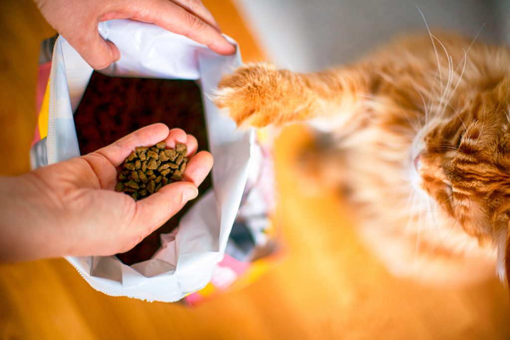 Erreurs courantes à éviter pour nourrir son chat