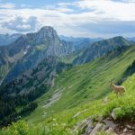 Animaux des Alpes : Toutes les espèces à voir en montagne