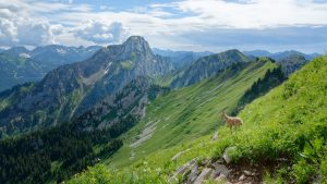 Animaux des Alpes : Toutes les espèces à voir en montagne