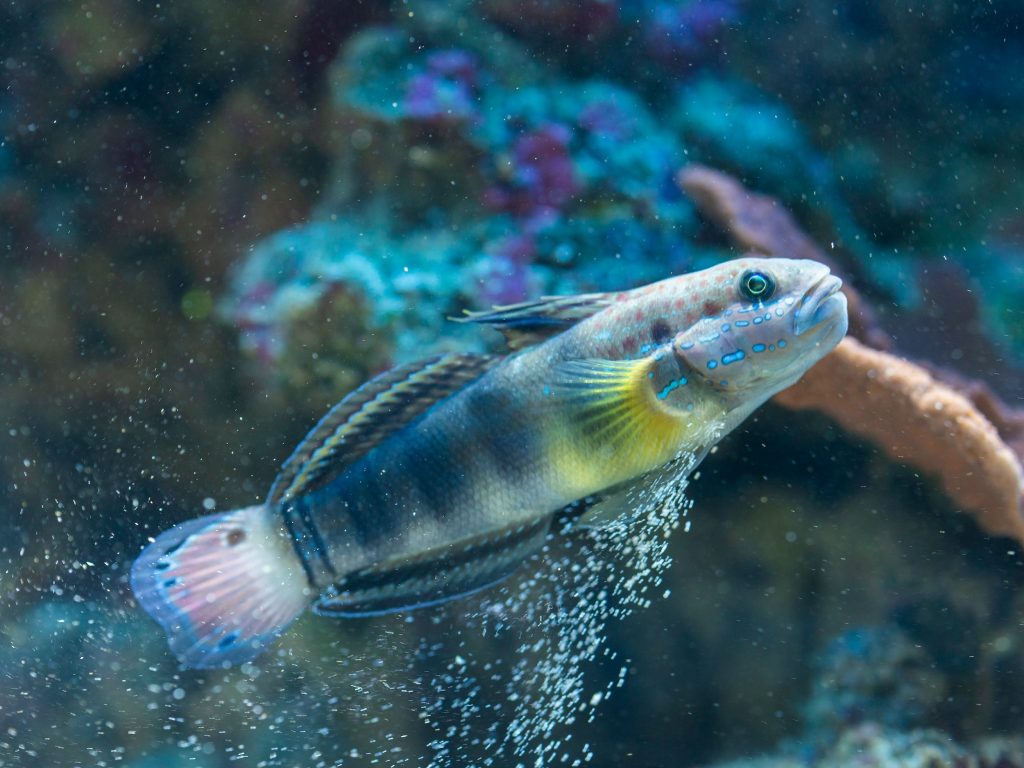 Gobie à bandes
