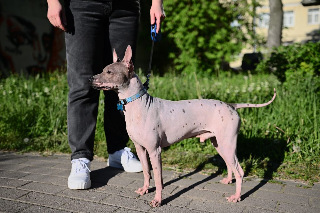 American Hairless terrier