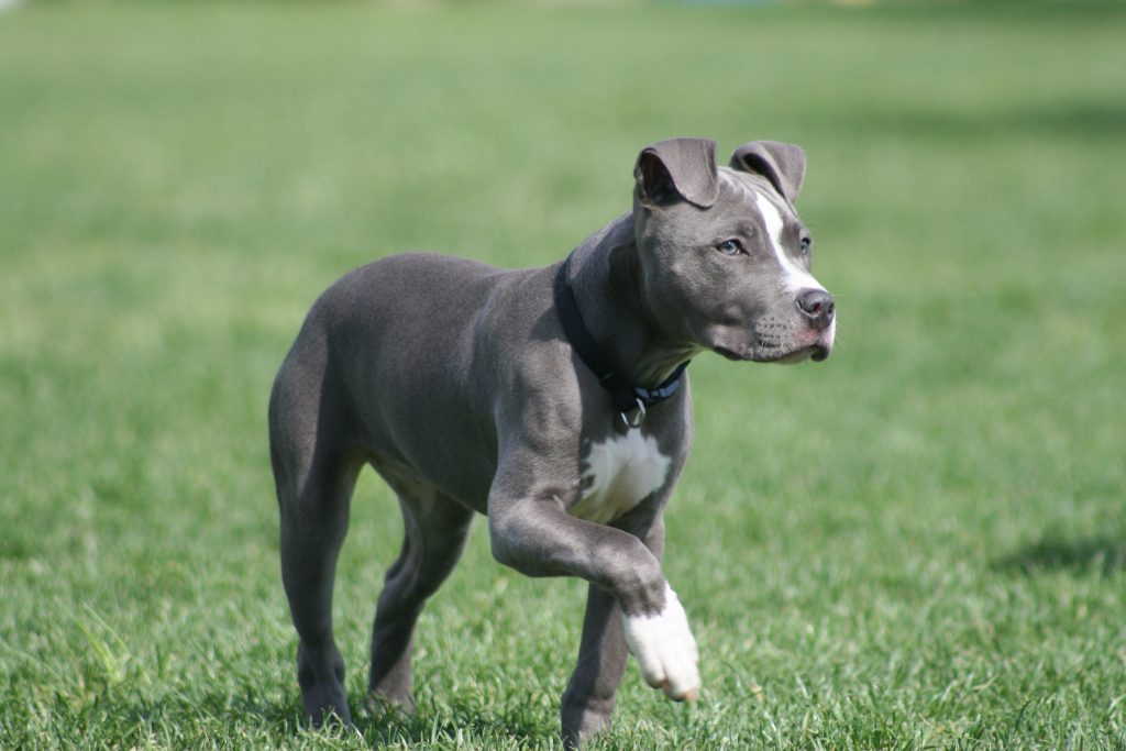 American Staffordshire Terrier