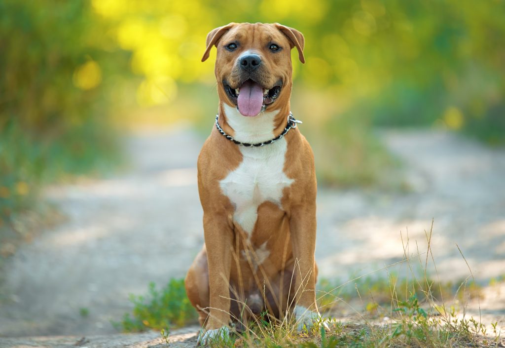 Amstaff