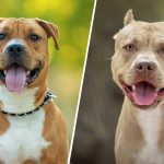 Différence entre l’Amstaff et le Pitbull : comment les reconnaître ?
