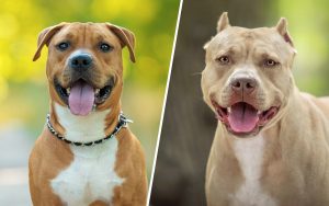 Différence entre l’Amstaff et le Pitbull : comment les reconnaître ?