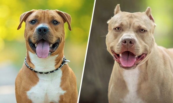 Différence entre l’Amstaff et le Pitbull : comment les reconnaître ?