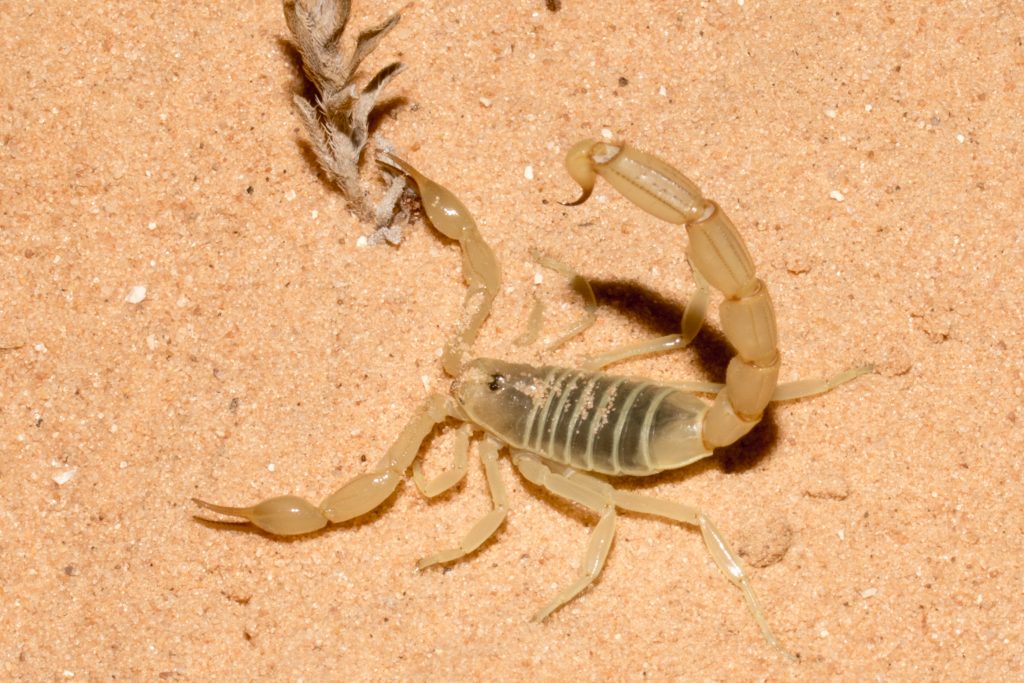 Androctonus amoreuxi