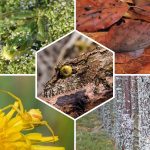 Top 10 Animaux qui se camouflent dans leur environnement