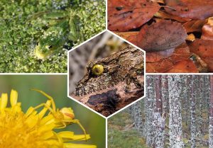 Top 10 Animaux qui se camouflent dans leur environnement