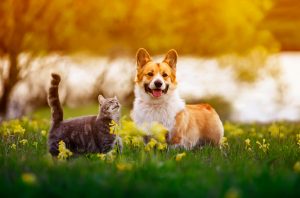 Quels sont les médicaments remboursés par l’assurance pour animaux ?