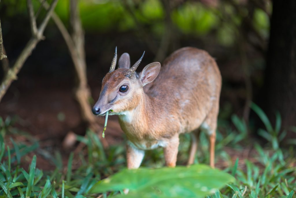 Antilope royale