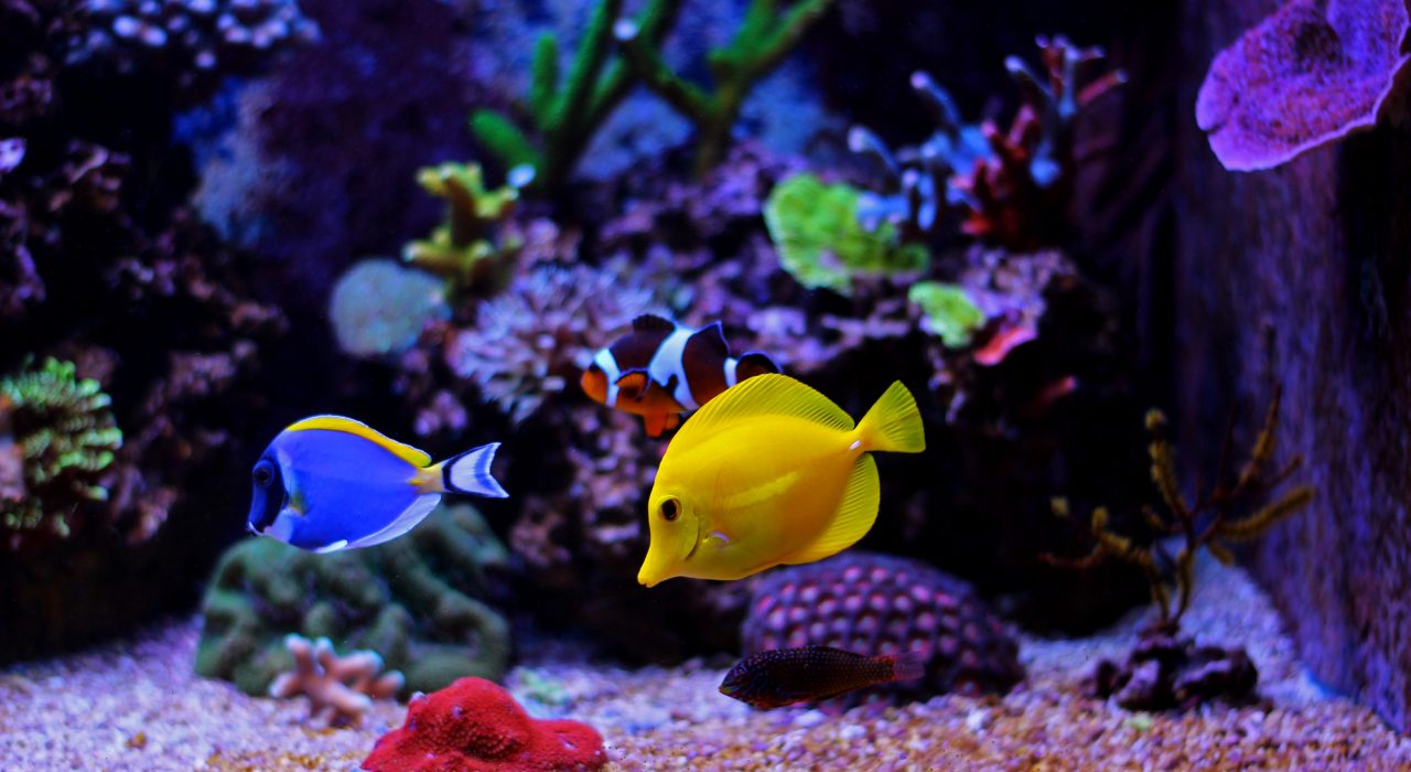 Choisir entre un aquarium d&rsquo;eau de mer ou un récifal ?