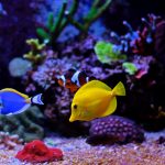 Choisir entre un aquarium d&rsquo;eau de mer ou un récifal ?