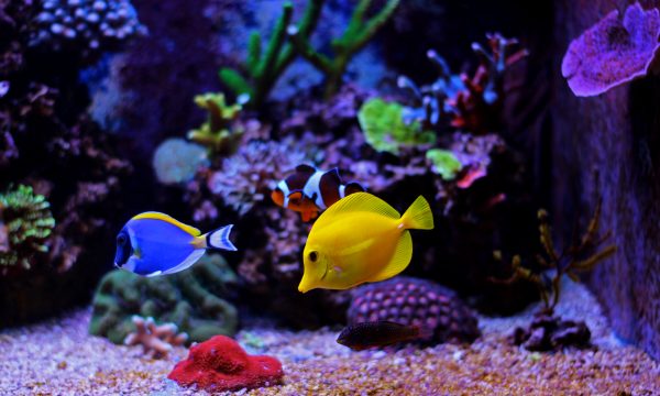 Choisir entre un aquarium d&rsquo;eau de mer ou un récifal ?