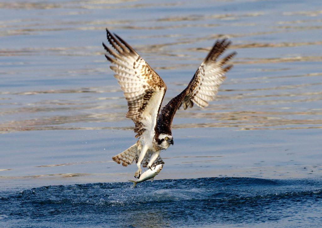 Balbuzard pêcheur