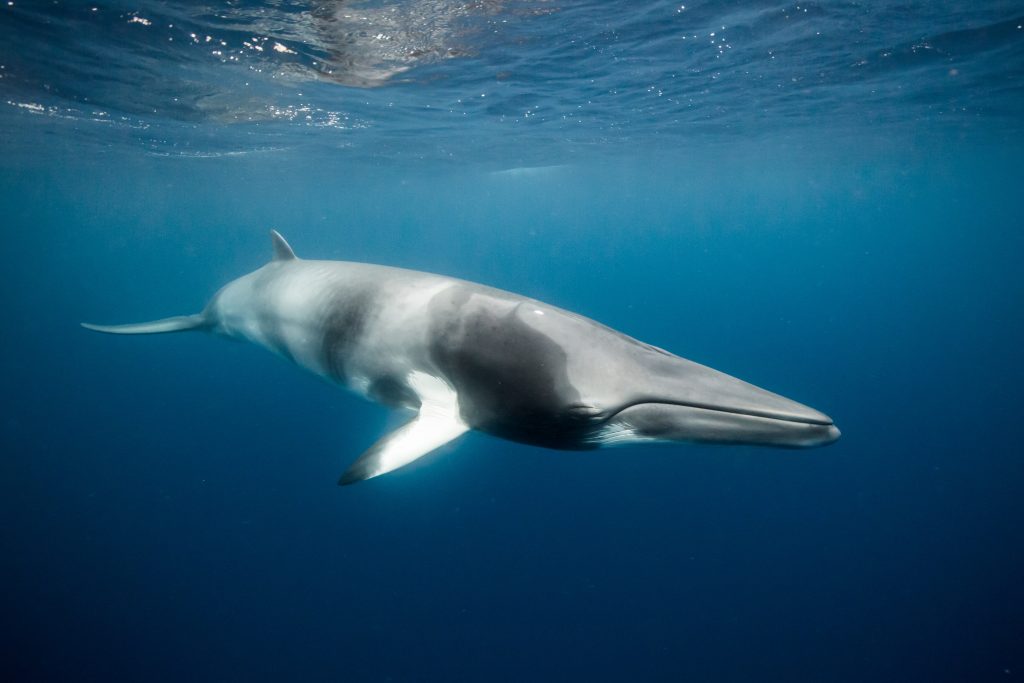 Baleine de Minke