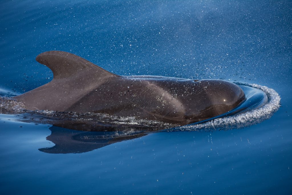 Baleines de Tenerife