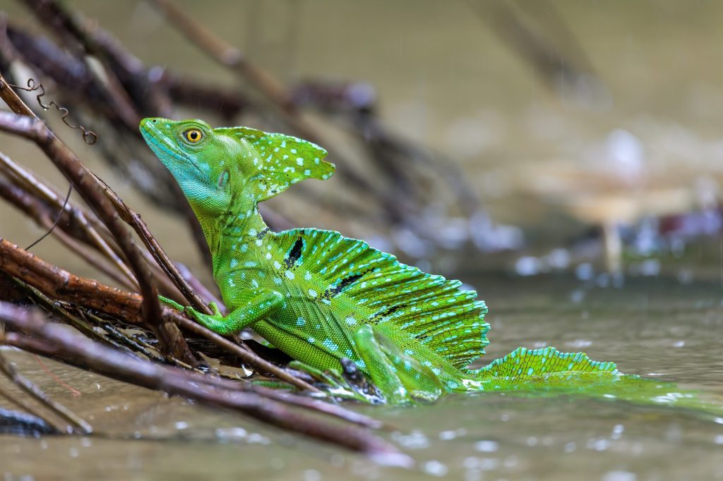lézard basilic commun