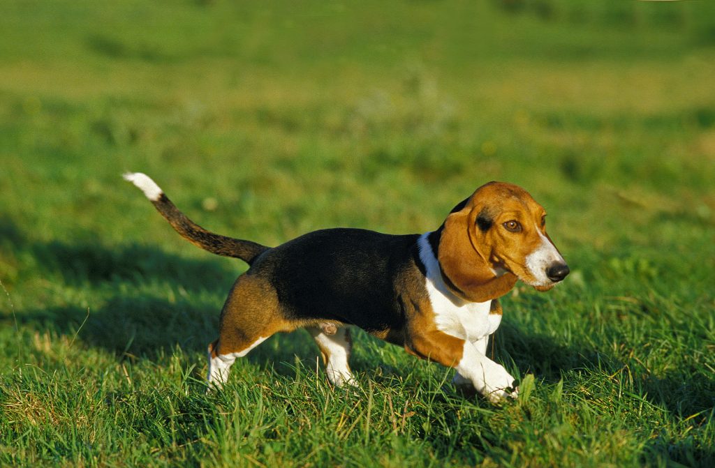 Le Basset Artésien Normand