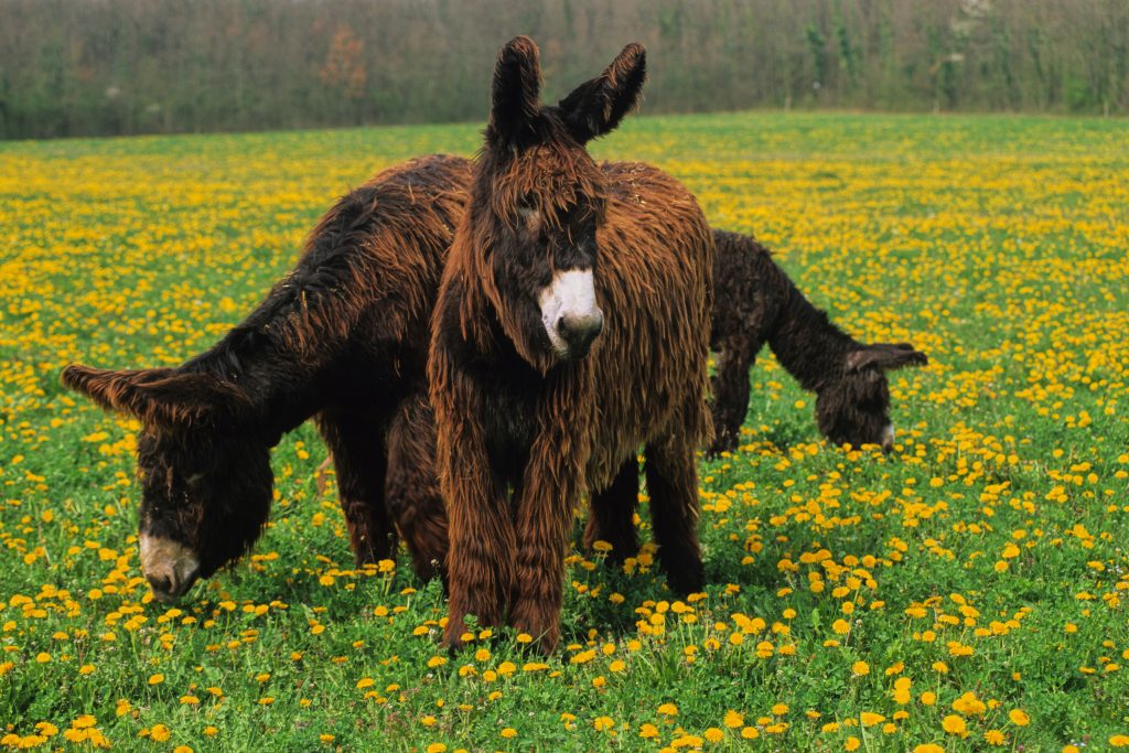 Baudet du Poitou