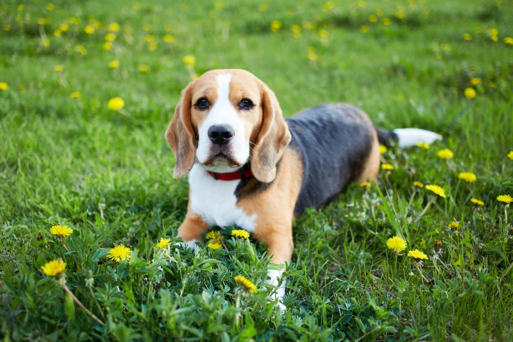 Beagle