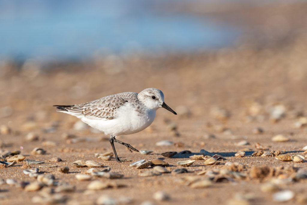 Bécasseau sanderling