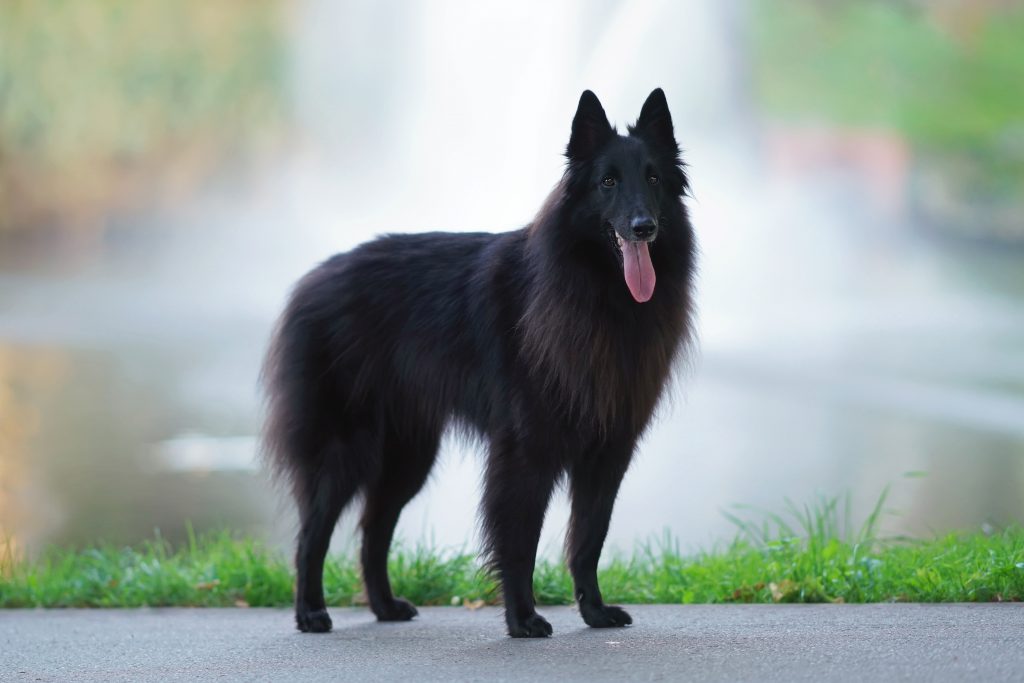 berger belge groenendael