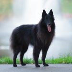 Chiens à poils longs : Top 15 des races les plus poilues